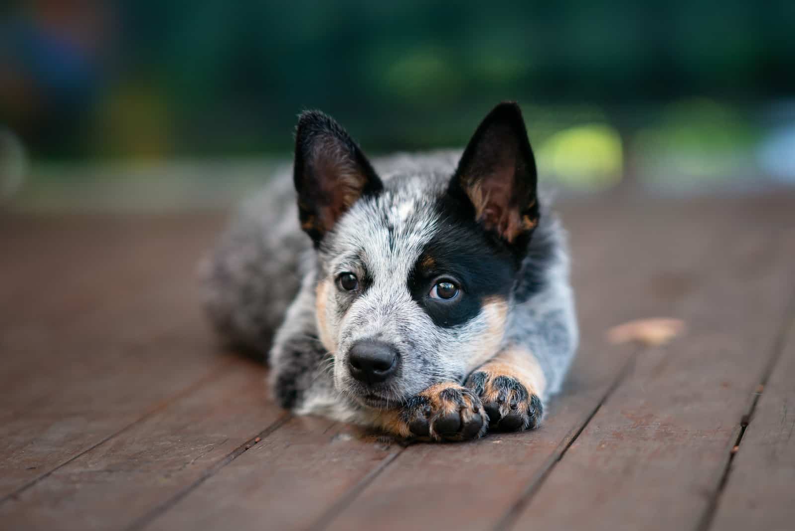 Australian Cattle Dog lying on the pier