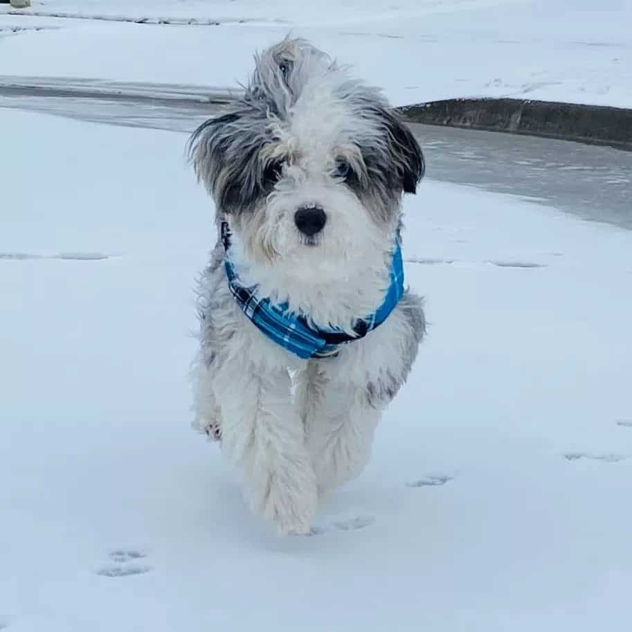 Australian Havanese running in the snow