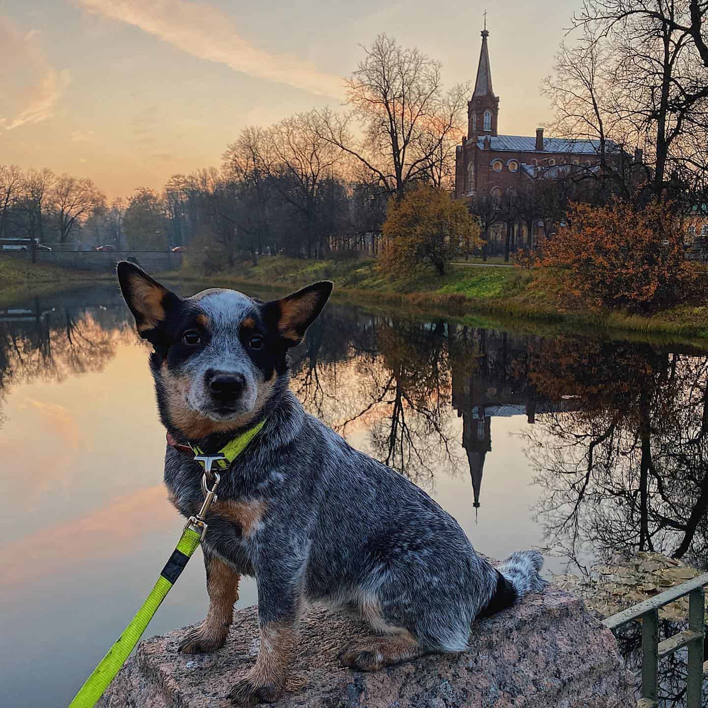 Australian Heeler dog on the lake