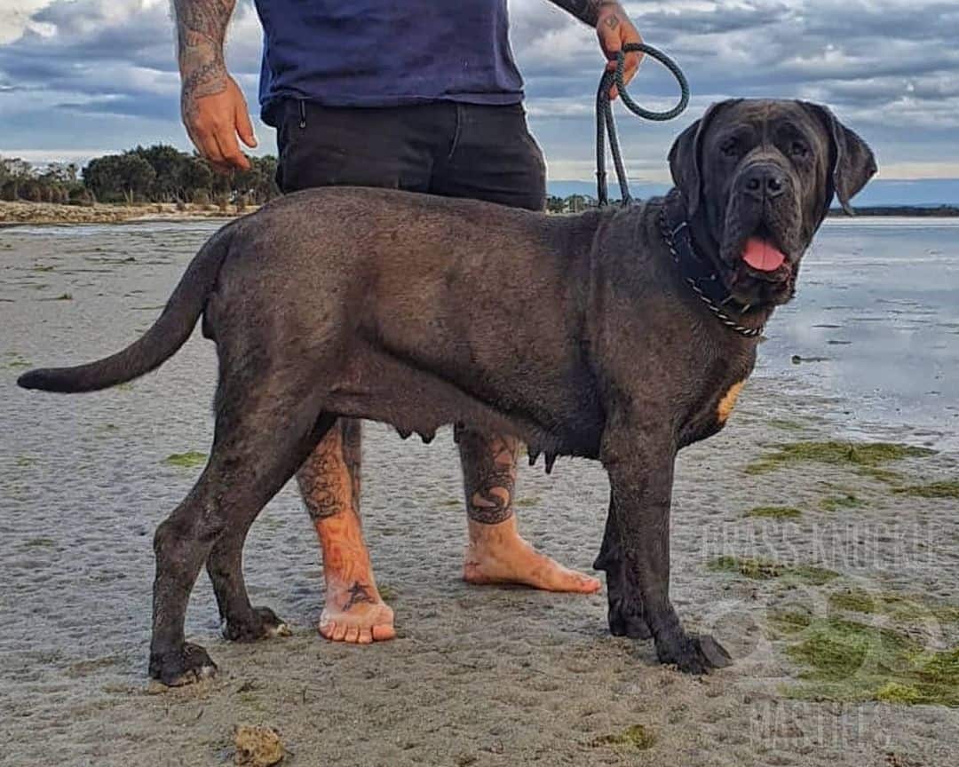 Australian Mastiff