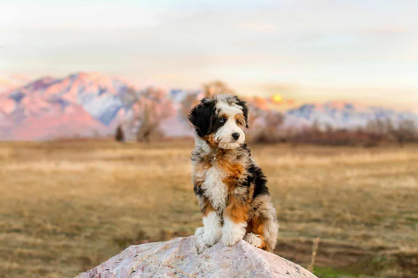 Australian Mountain Doodle dog