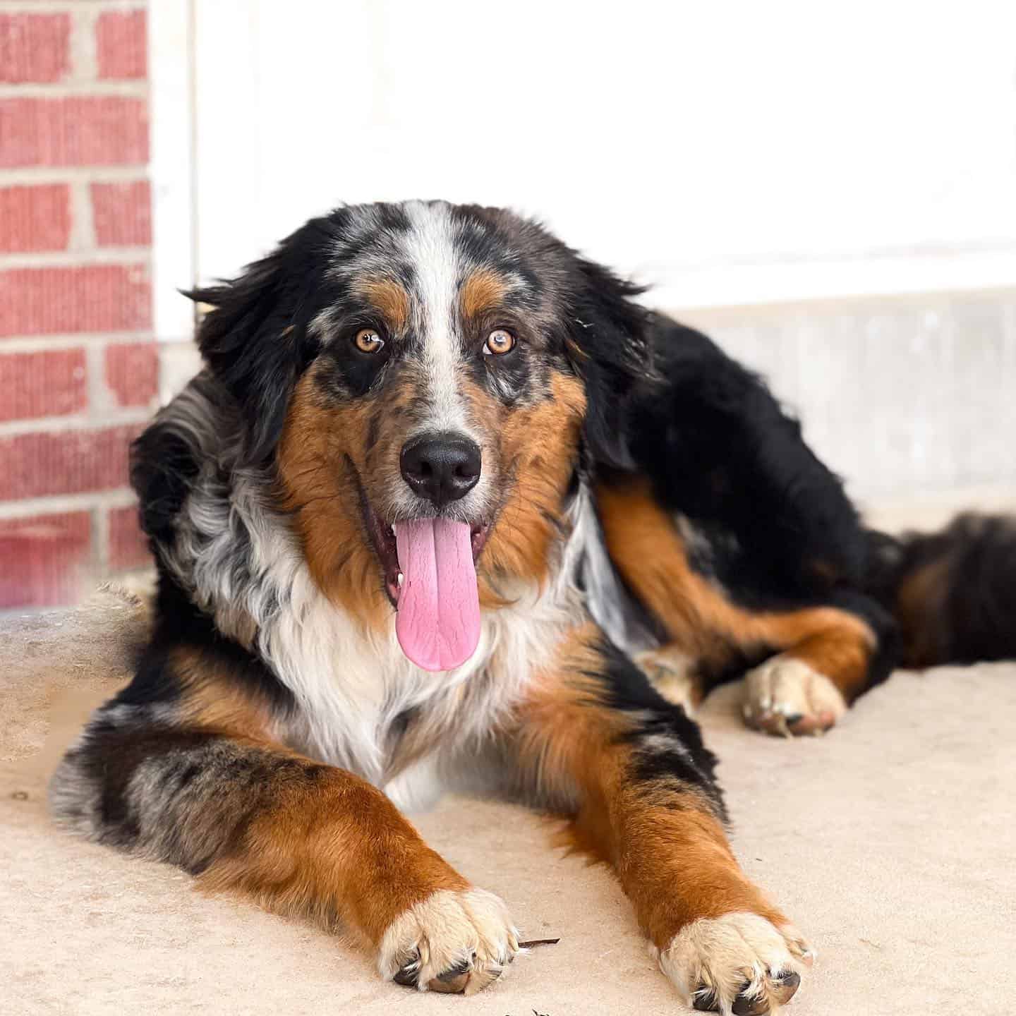 Australian Shepherd Bernese Mountain Dog Mix