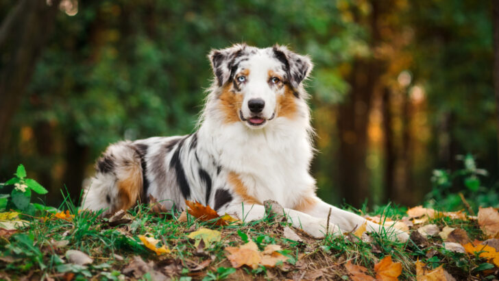 Australian Shepherd Colors: How Many Shades Are There?