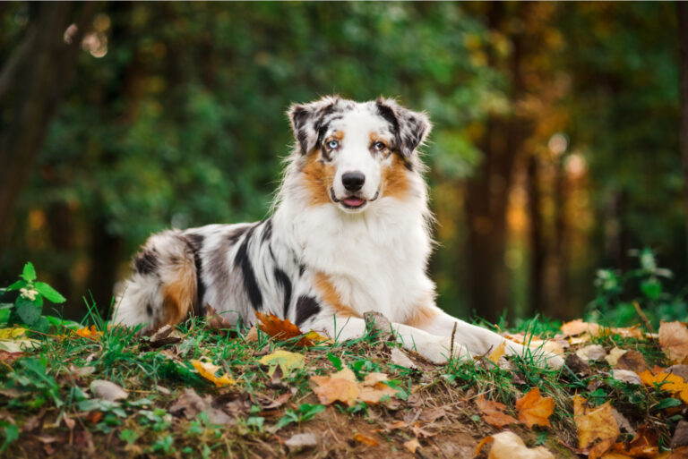 portrait of an australian shepherd
