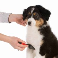 owner brushing Australian Shepherd