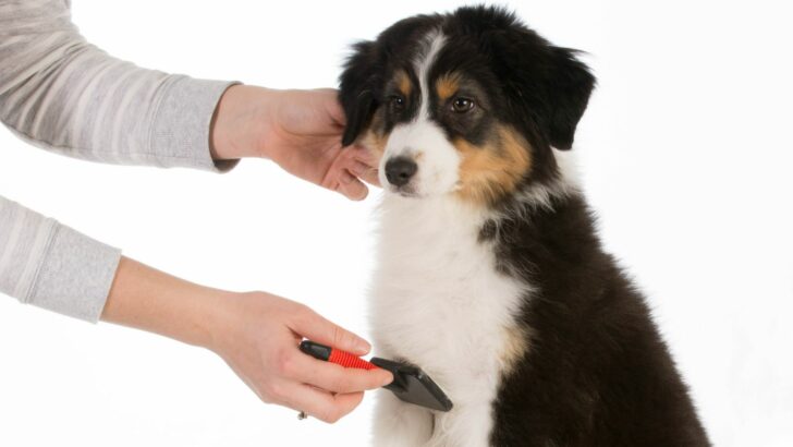 Australian Shepherd Shedding: Is It Really That Bad?
