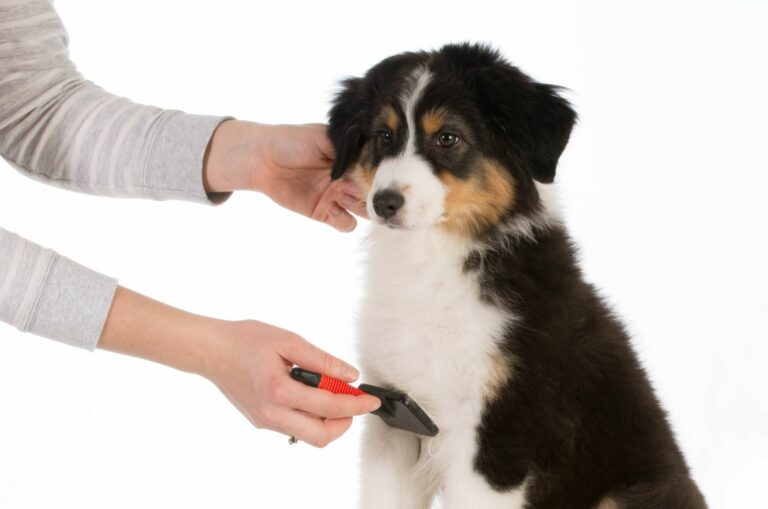 owner brushing Australian Shepherd