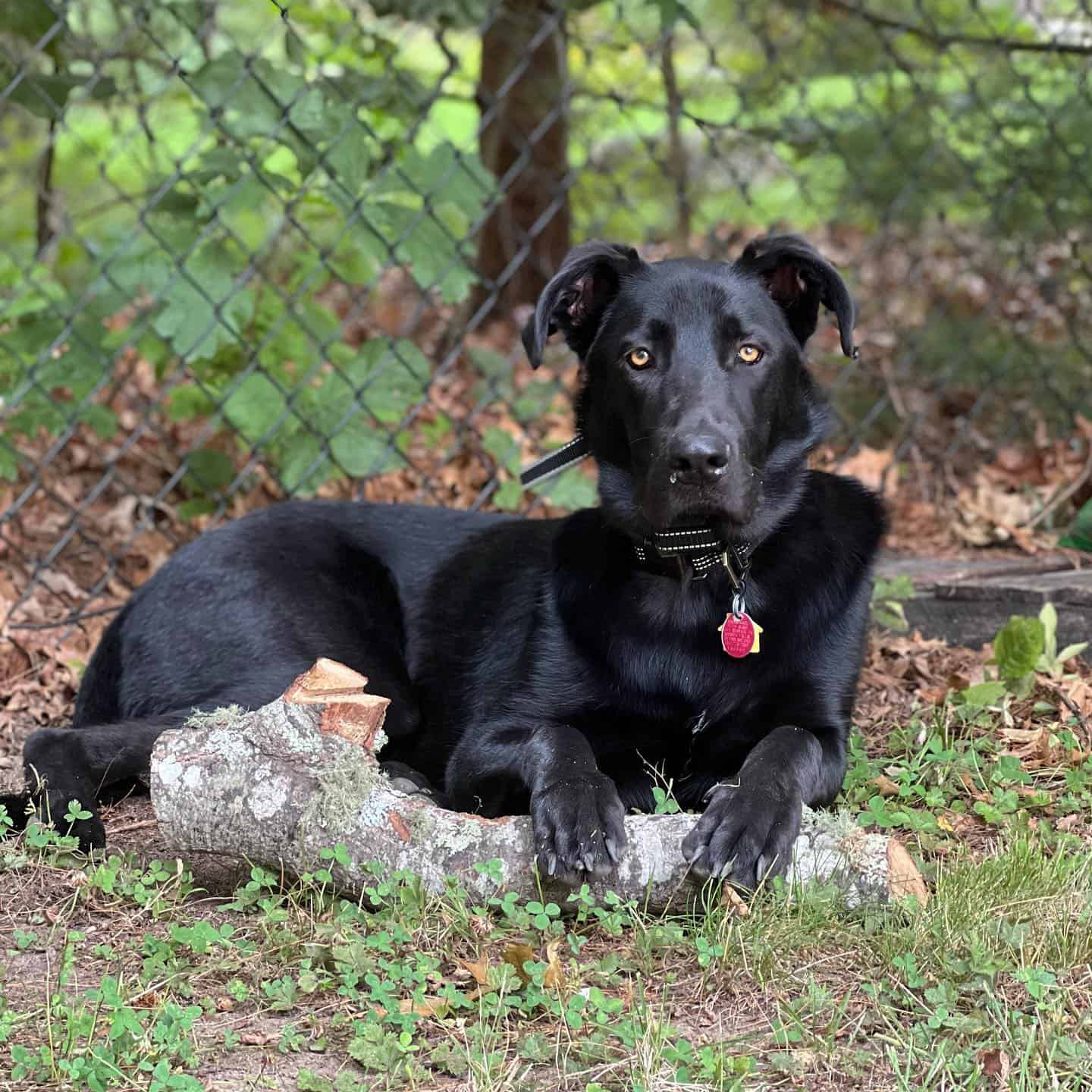 Australian Shepherd and Anatolian Shepherd mix dog in nature