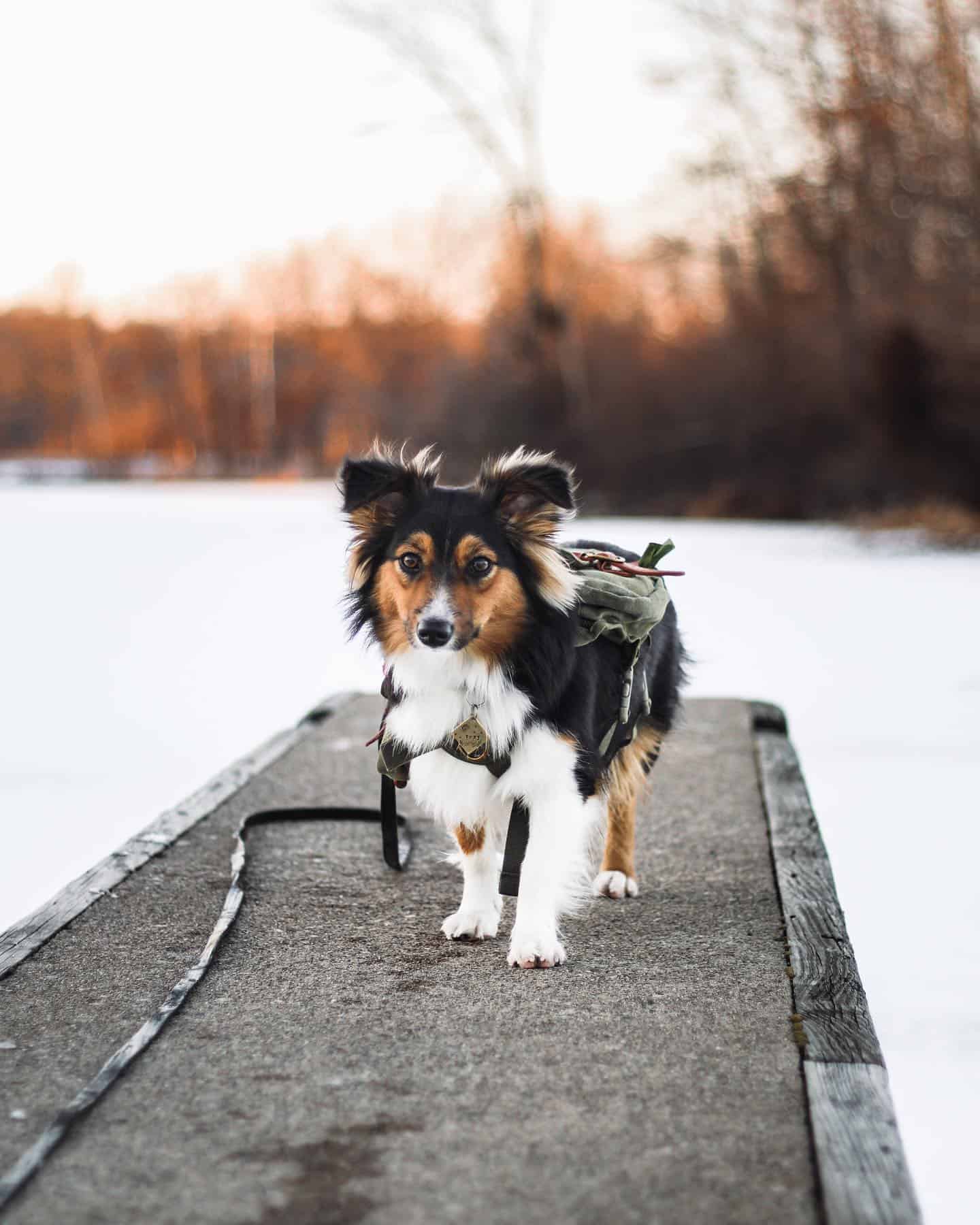 Australian Shepherd and Corgi mix dog