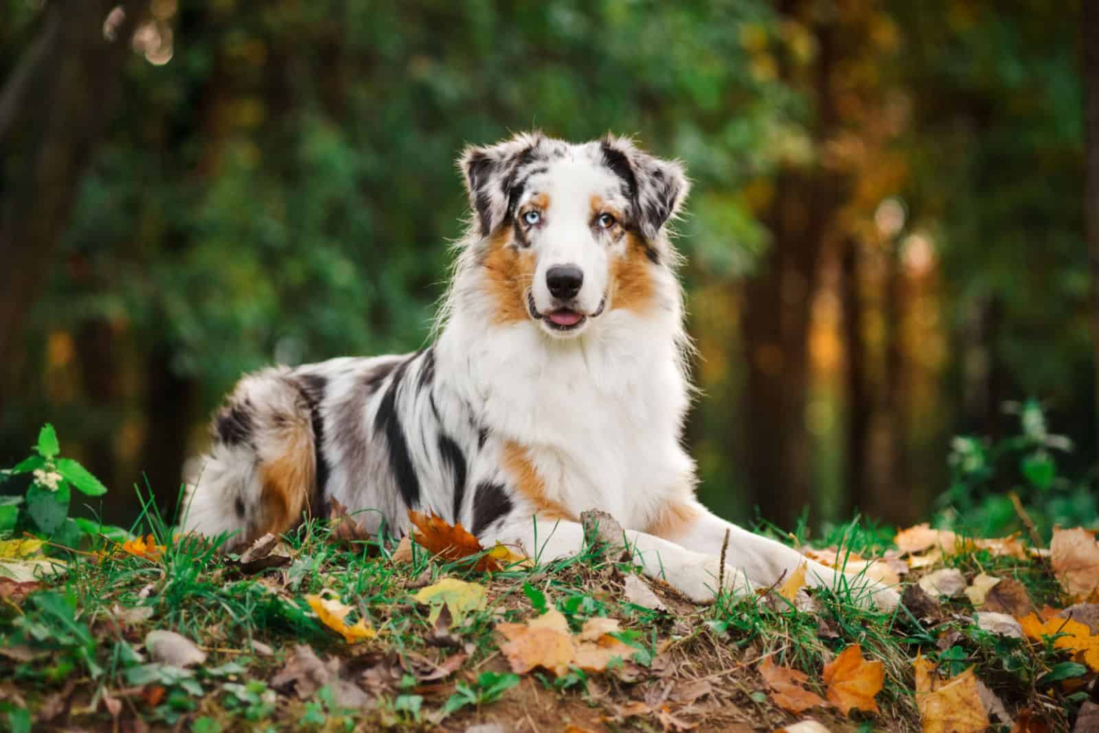 Australian Shepherd lies on the grass