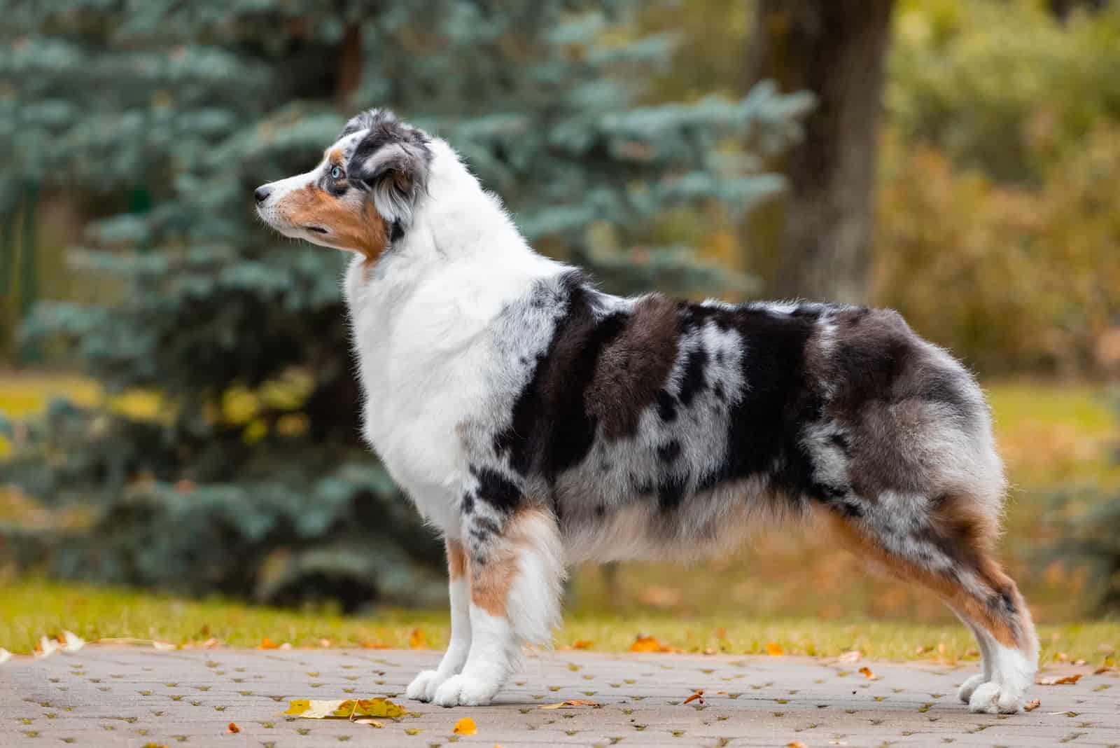 Australian Shepherd standing outside looking at something