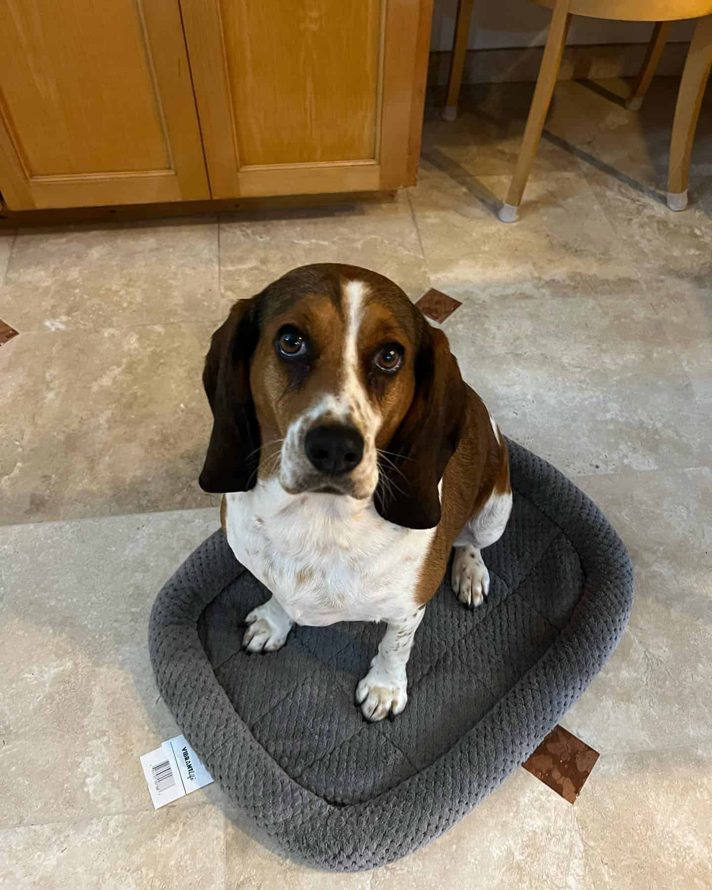 Bagle Hound dog sitting on the floor