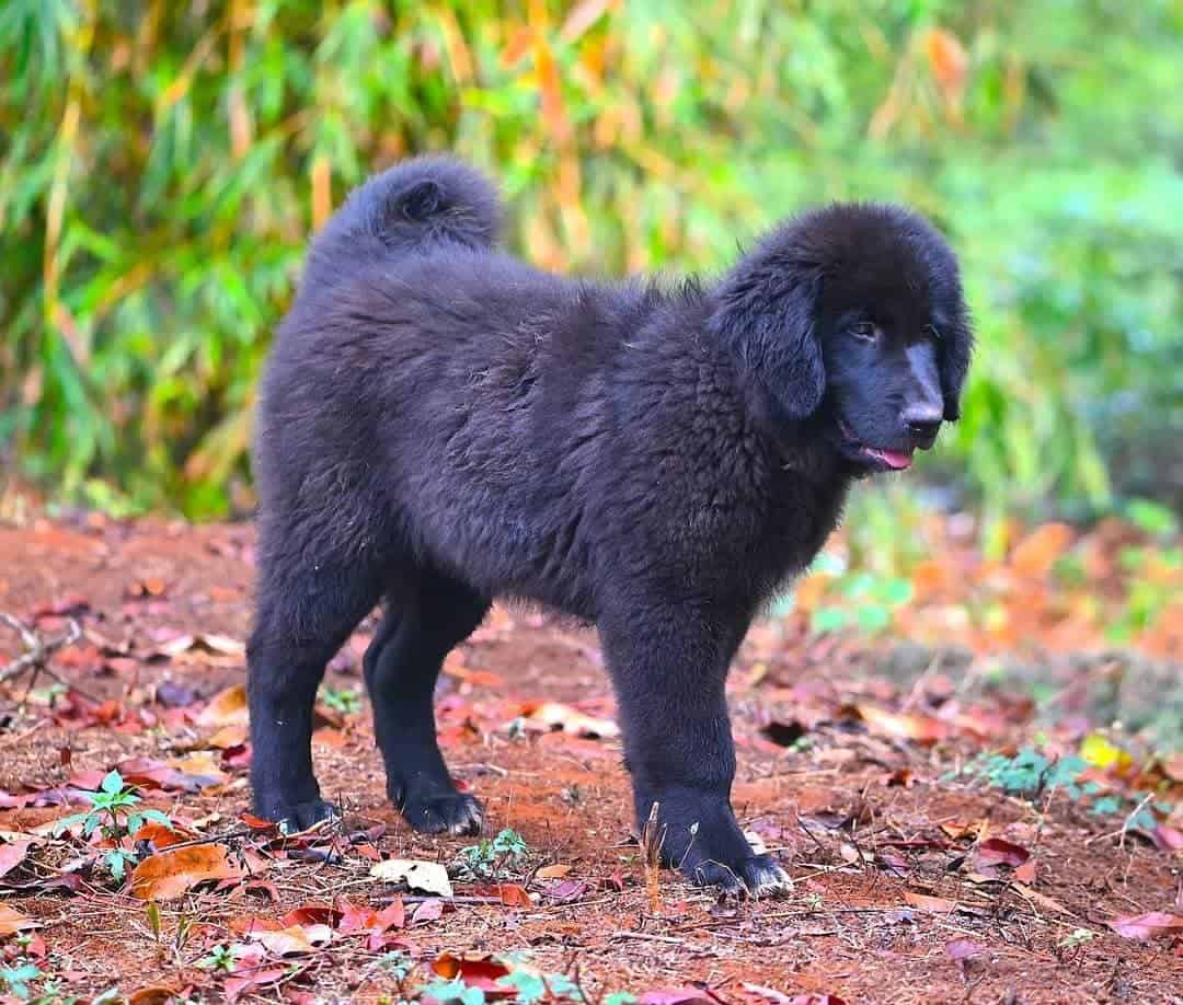 Bakharwal dog standing in nature