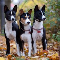 Three Basenji dogs in autumn park