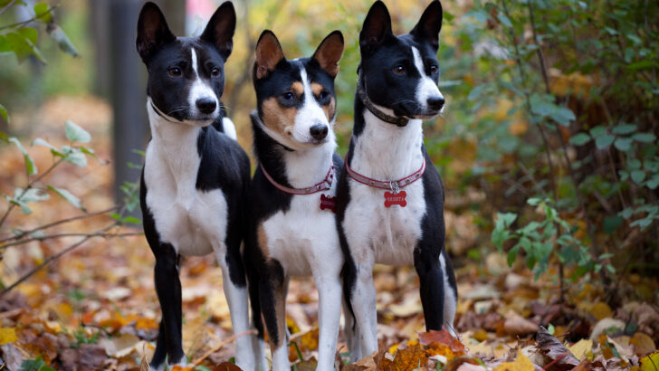 Basenji Colors: 4 Standard Colors + Combinations & Markings