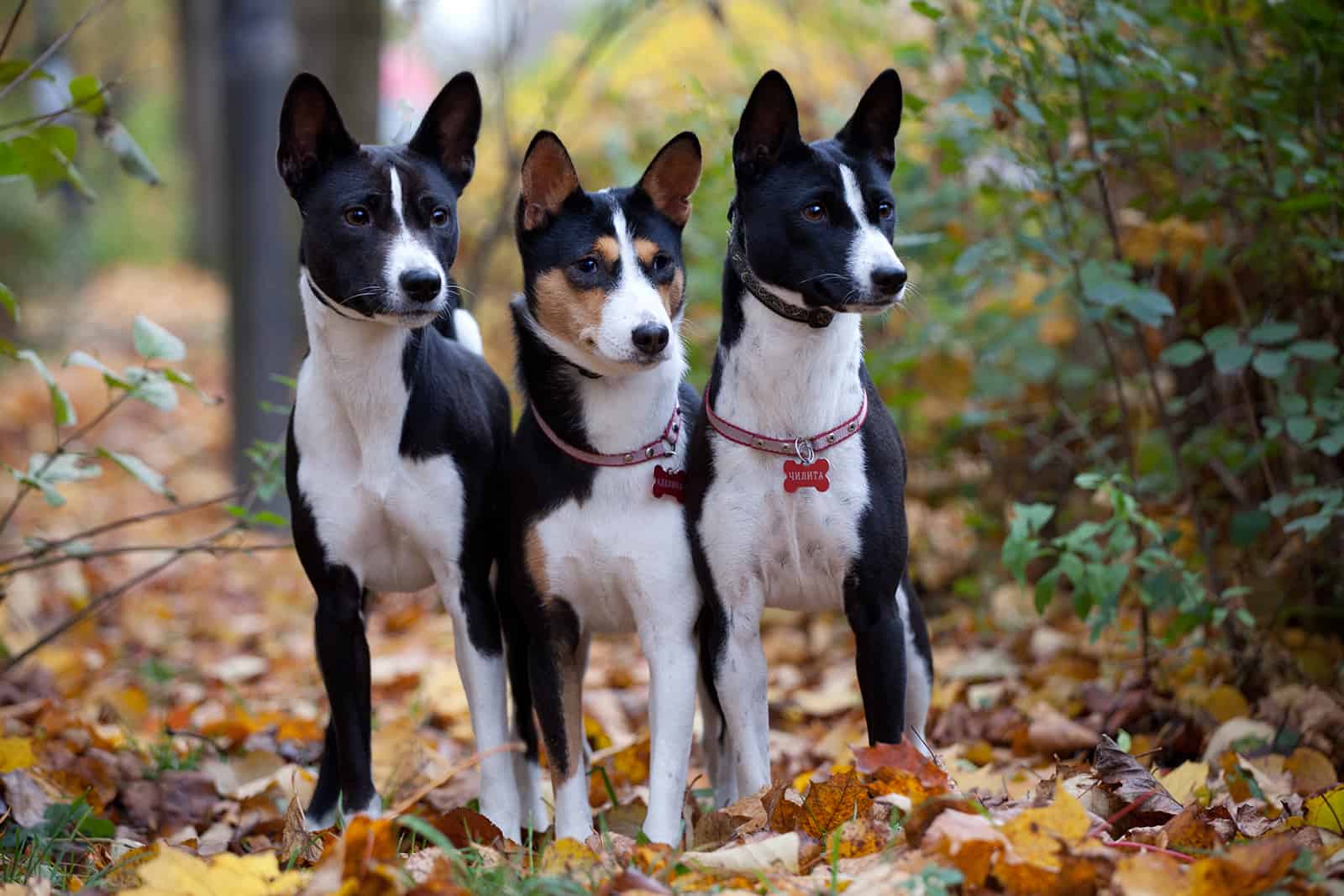 Three Basenji dogs in autumn park