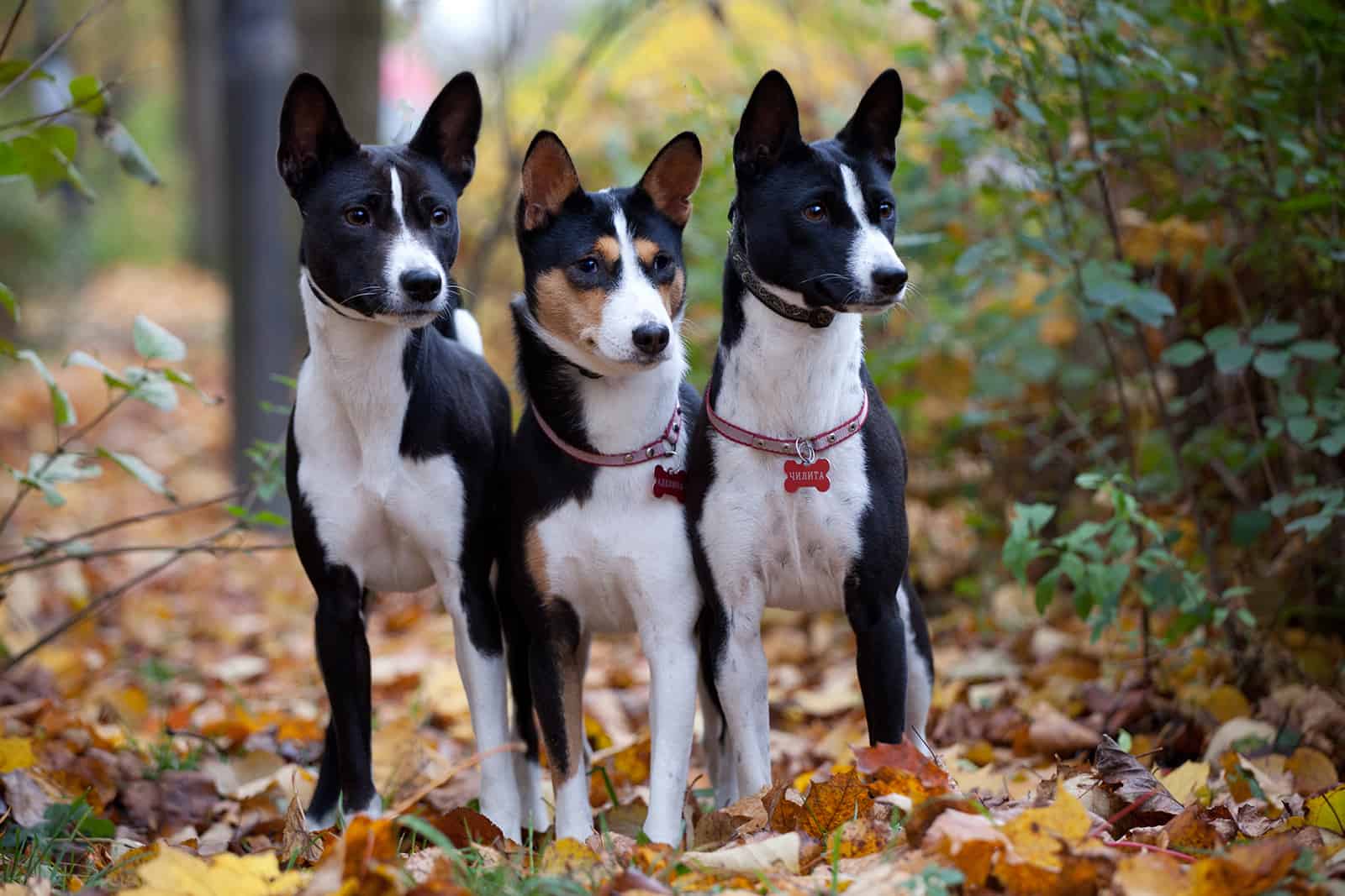 Basenji Colors: 4 Standard Colors + Combinations & Markings