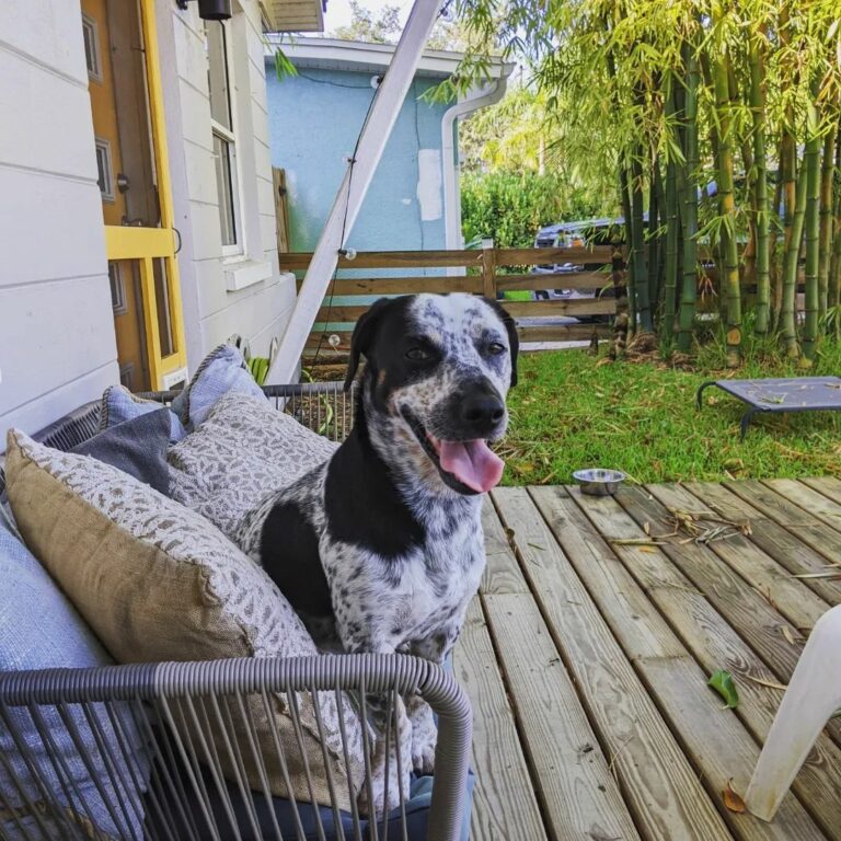 Blue Heeler Mixes 30 Adorable Pups You Need To See