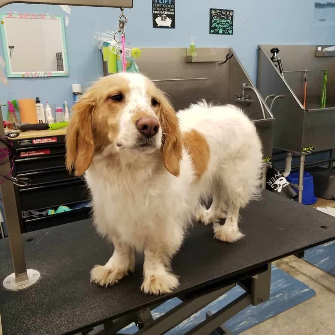 Basset Hound Brittany Spaniel Mix