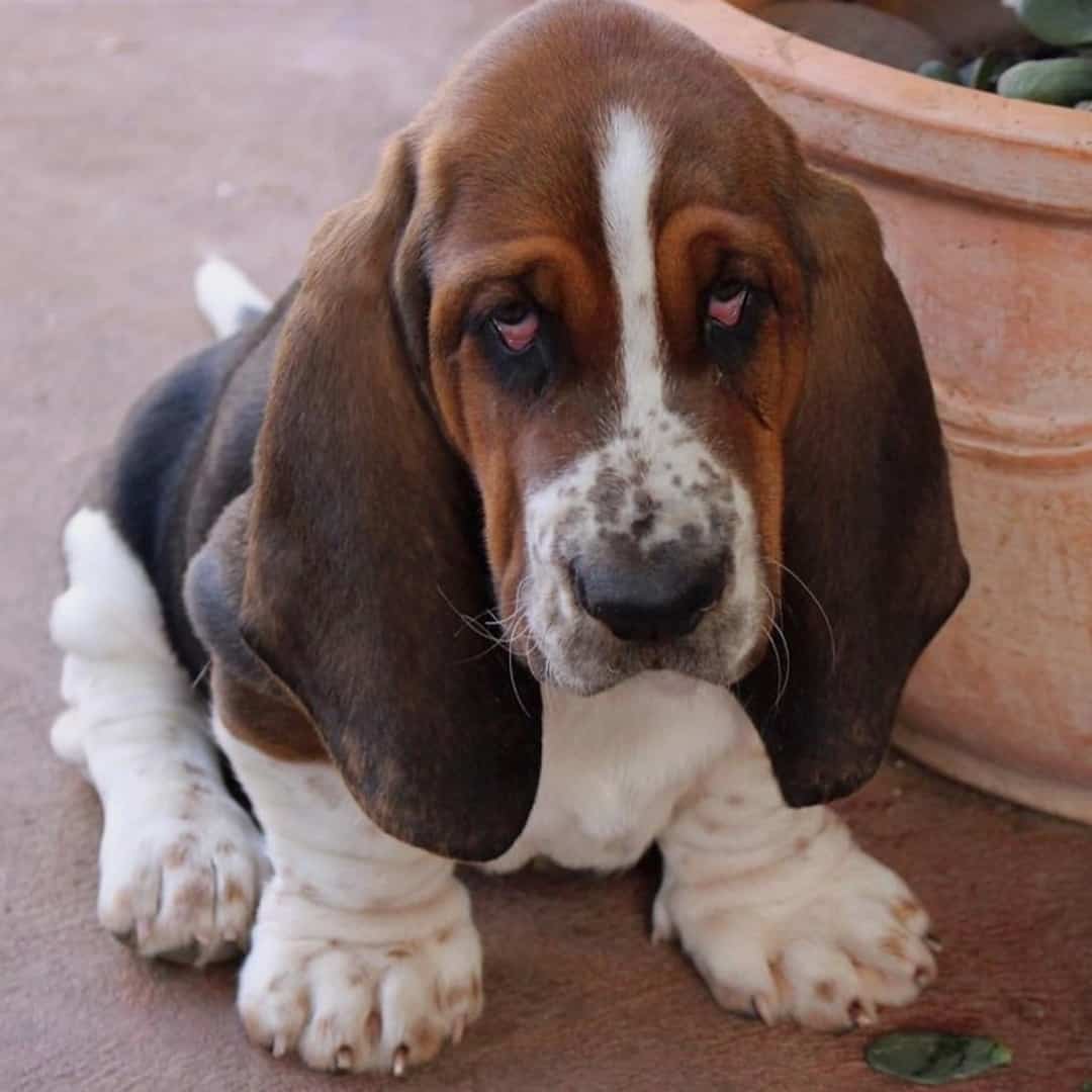 Basset Hound dog