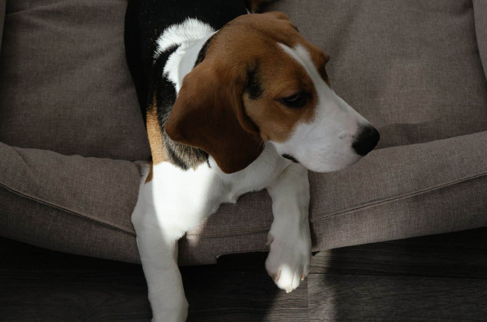 Basset Hound sitting on bed