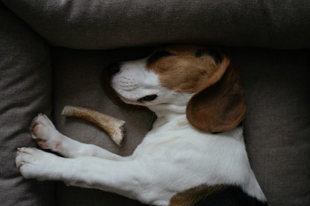 8 Best Dog Beds For Basset Hounds Sleeping Like A Baby