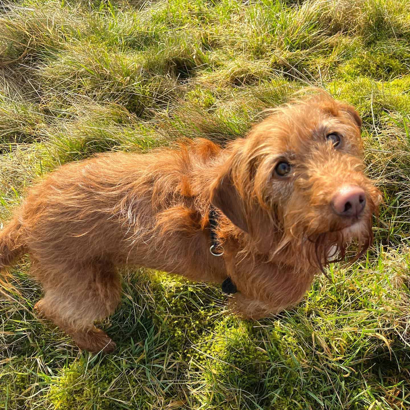 Bassetoodle dog outdoor