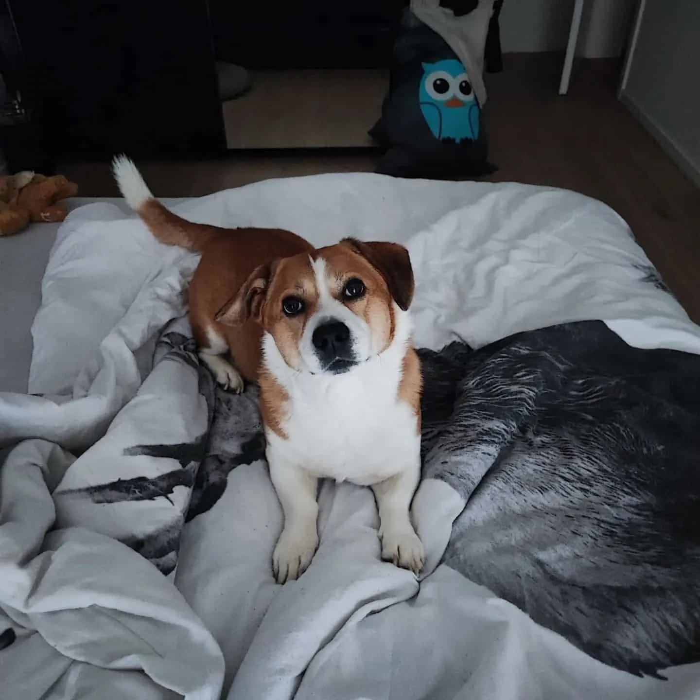 Beagi dog on the bed