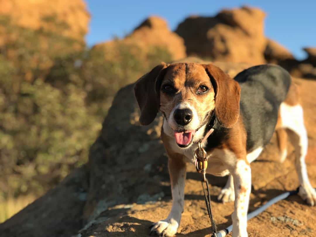 Beagle Bernese Mountain Dog Mix