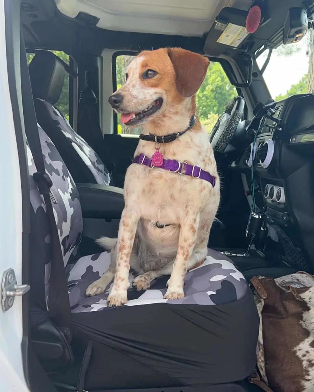 Beagle Heeler