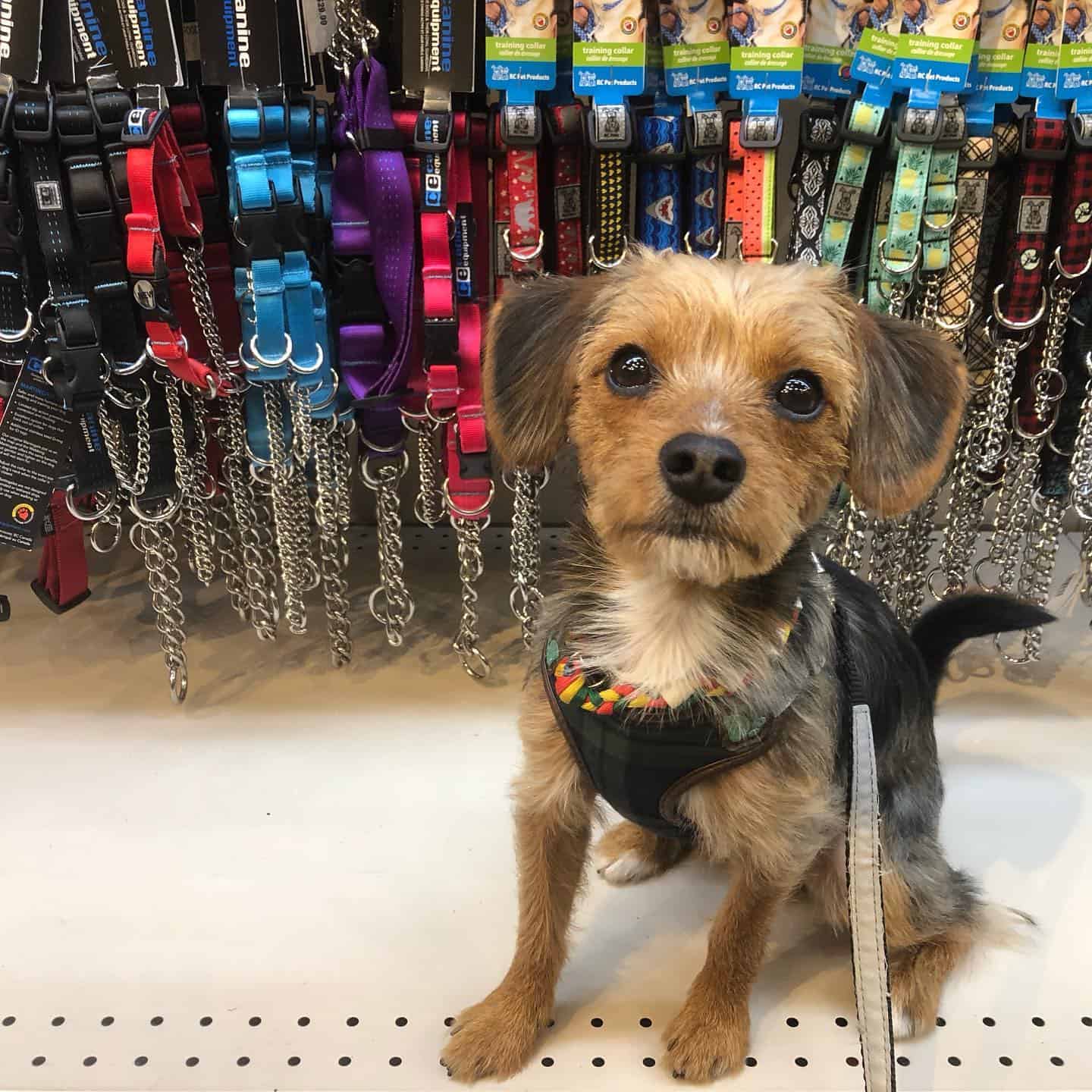Beagle Yorkie dog sitting in the pet store