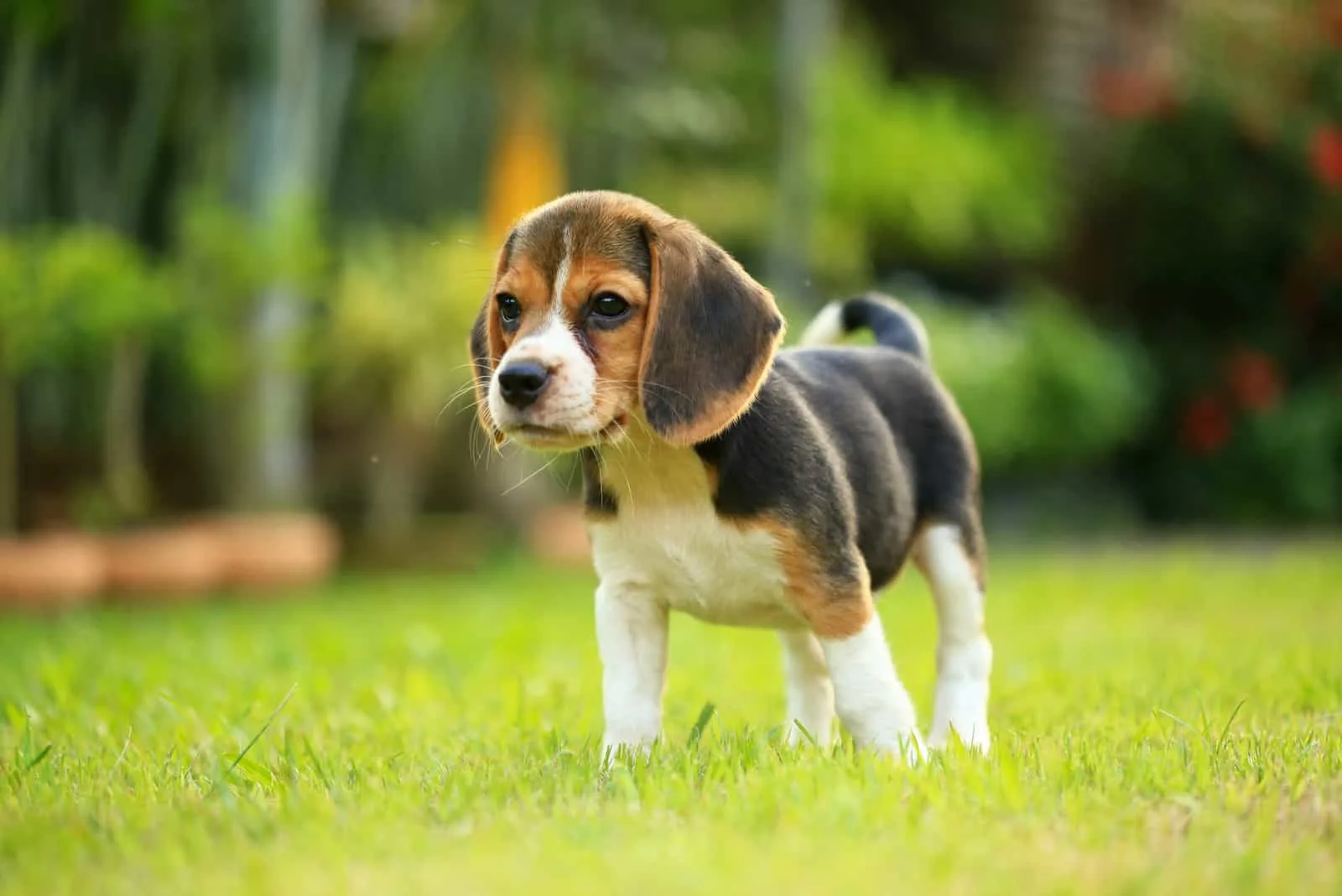 Beagle puppy walking on grass