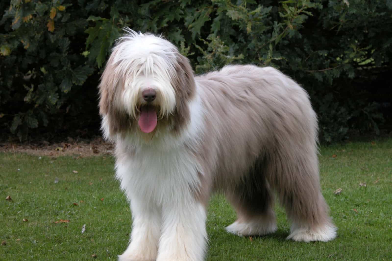 Bearded Collie is standing on the grass