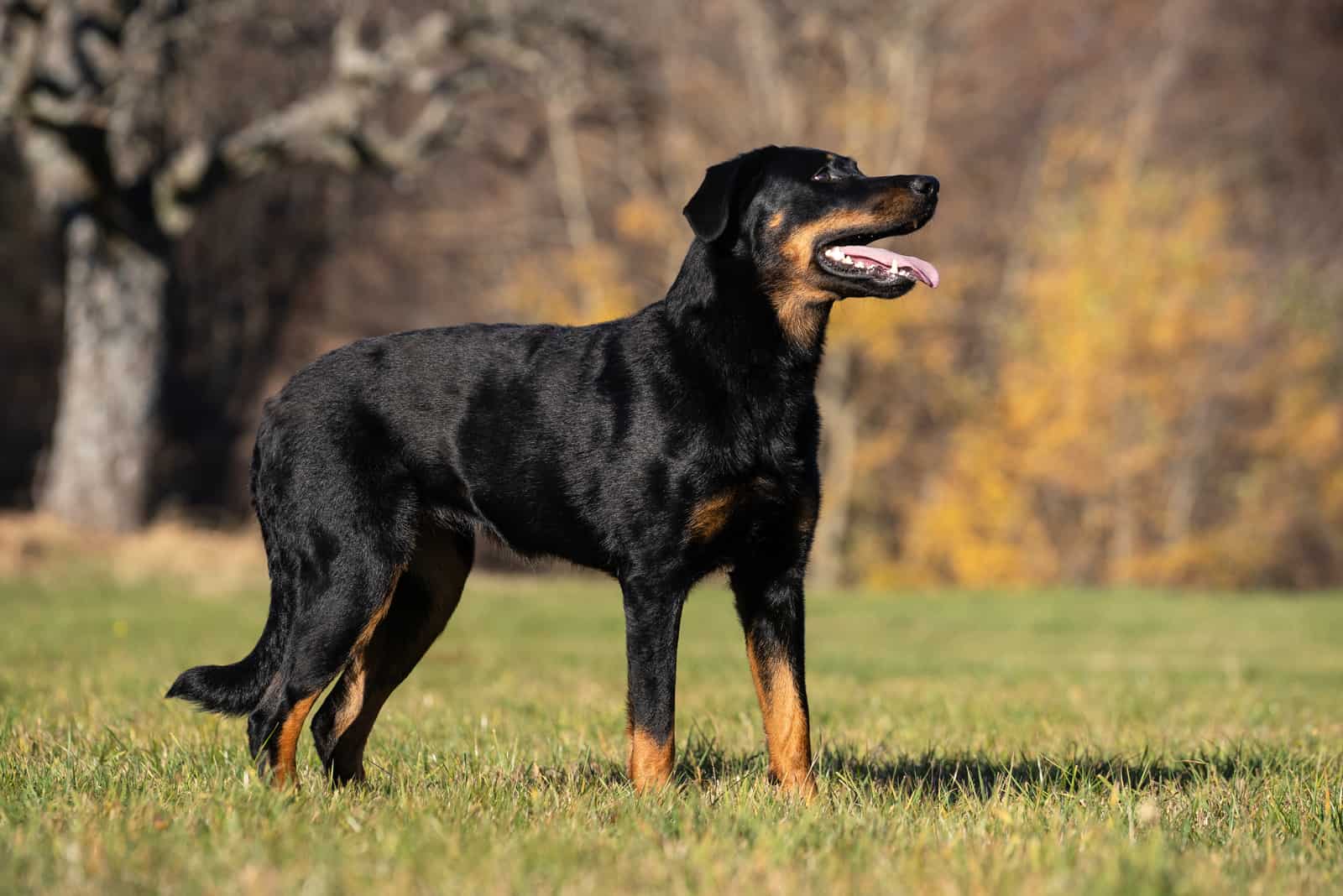 Beauceron dog on the grass