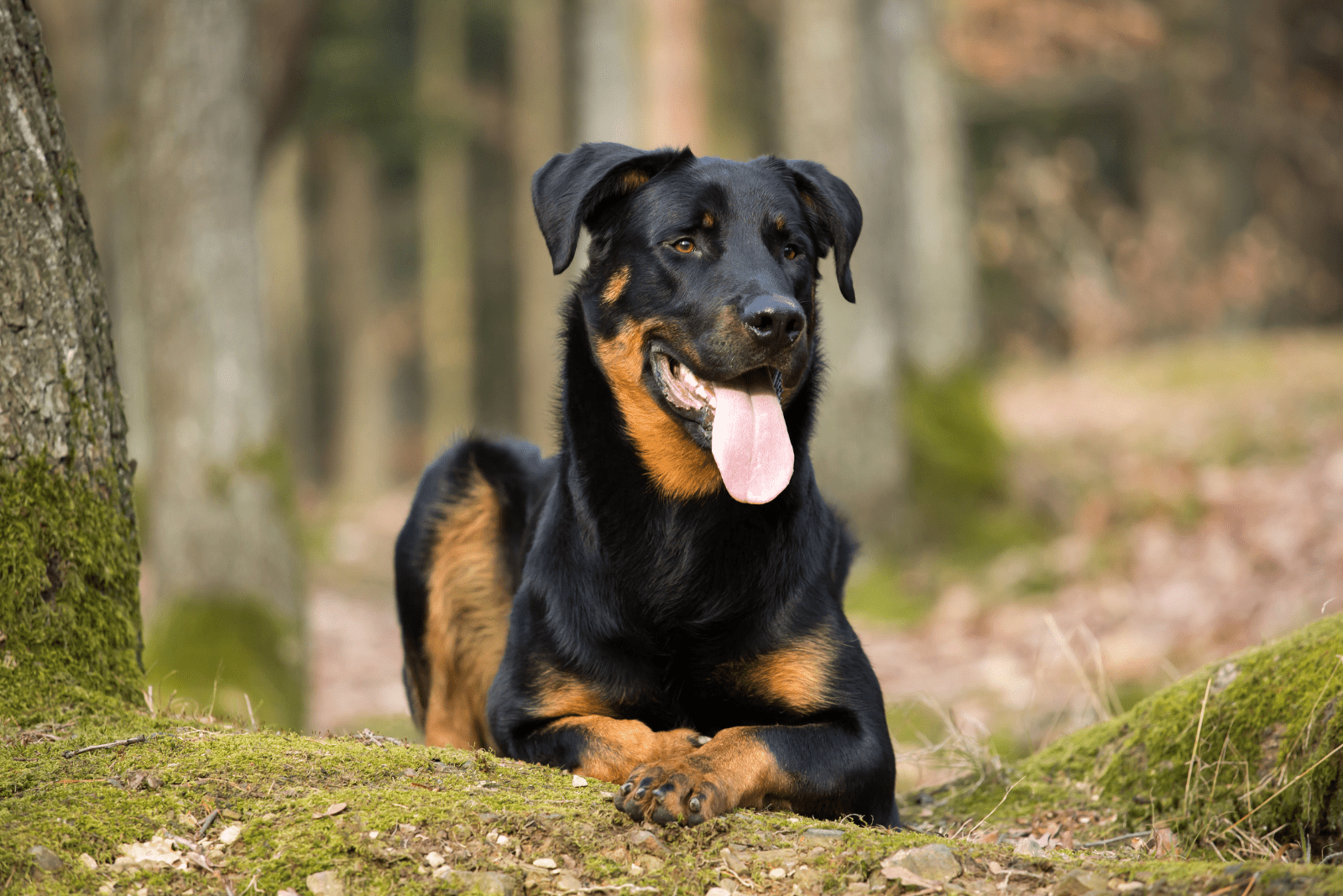 Beauceron lies in the forest
