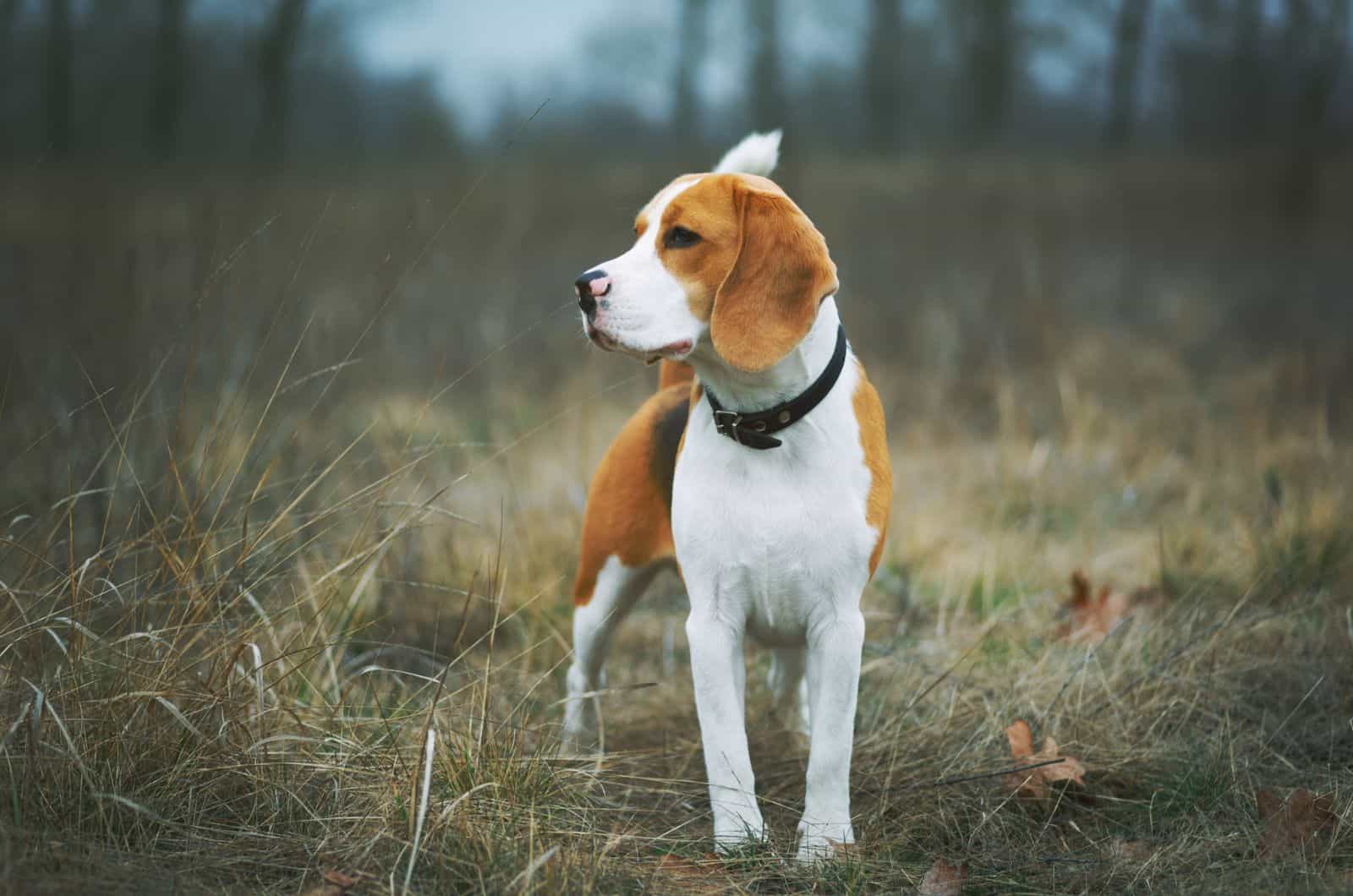 Beautiful beagle dog standing outdoor 