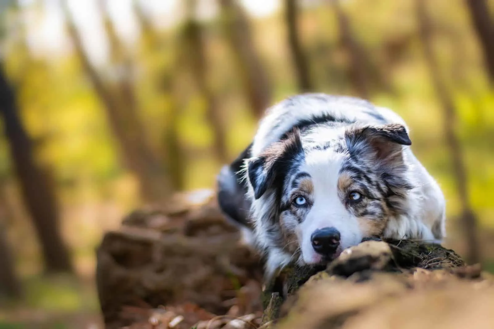 Beautiful blue merle australian shepherd dog with blue eyes