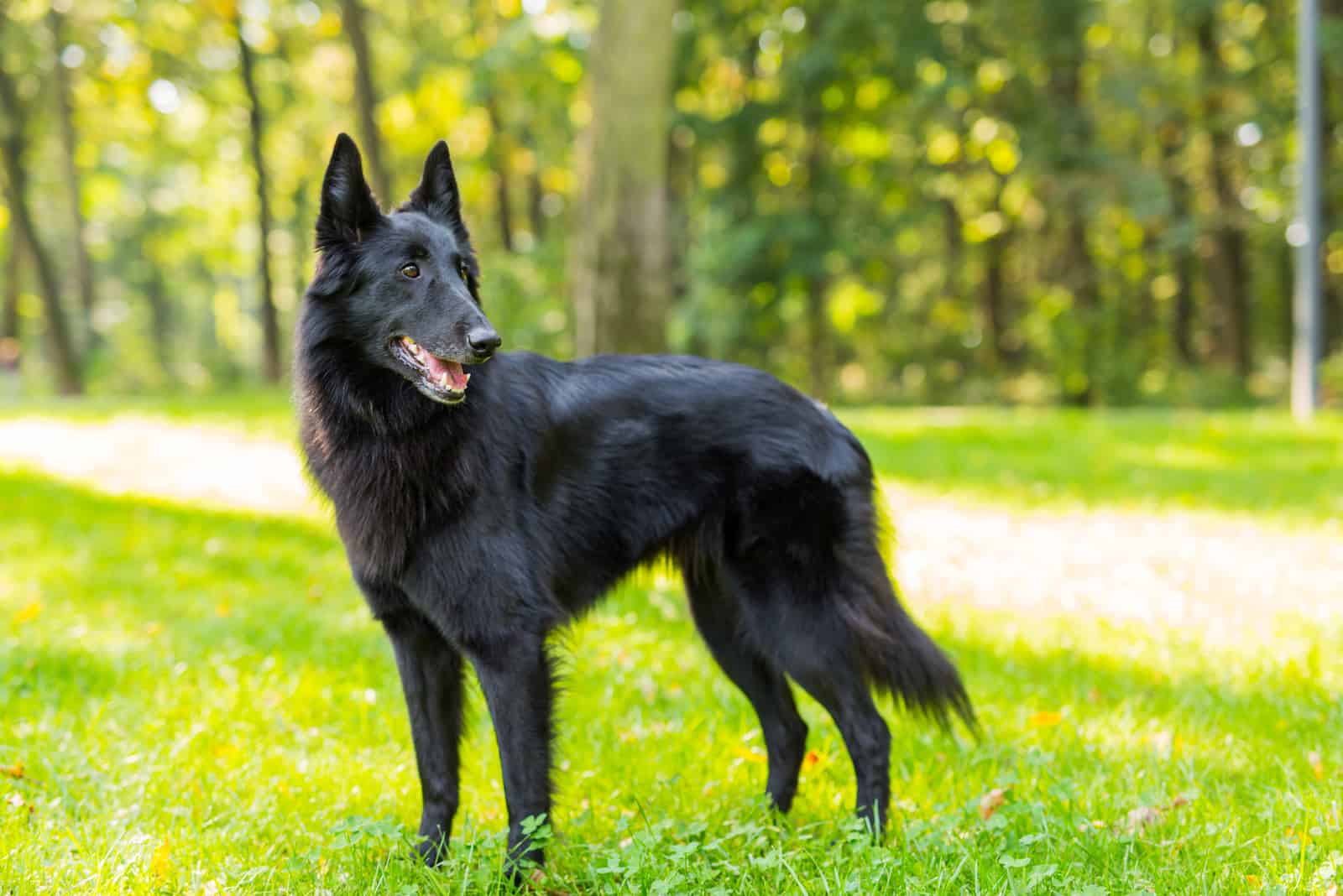 Beautiful fun Groenendael dog puppy