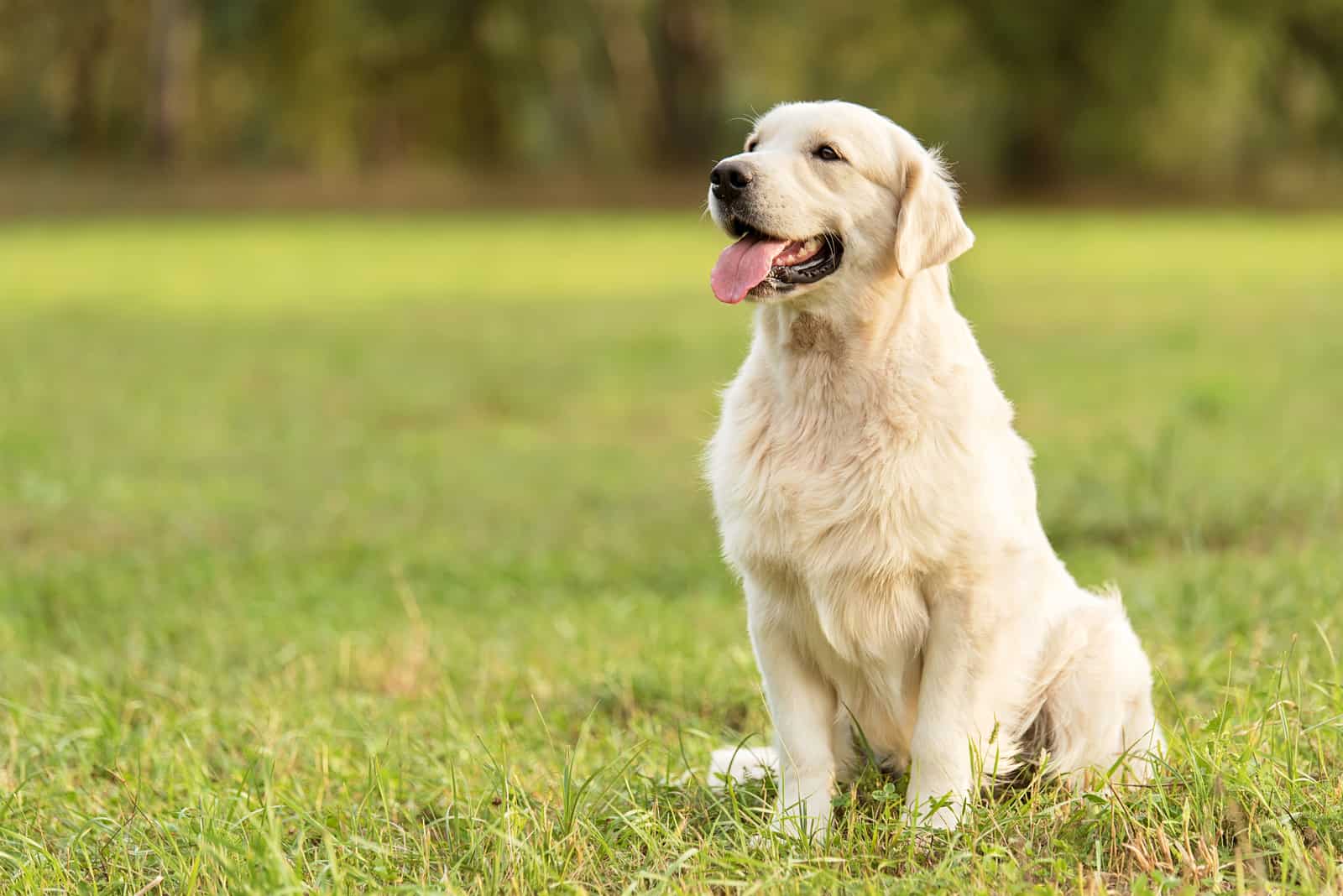 Beauty Golden retriever dog in the park