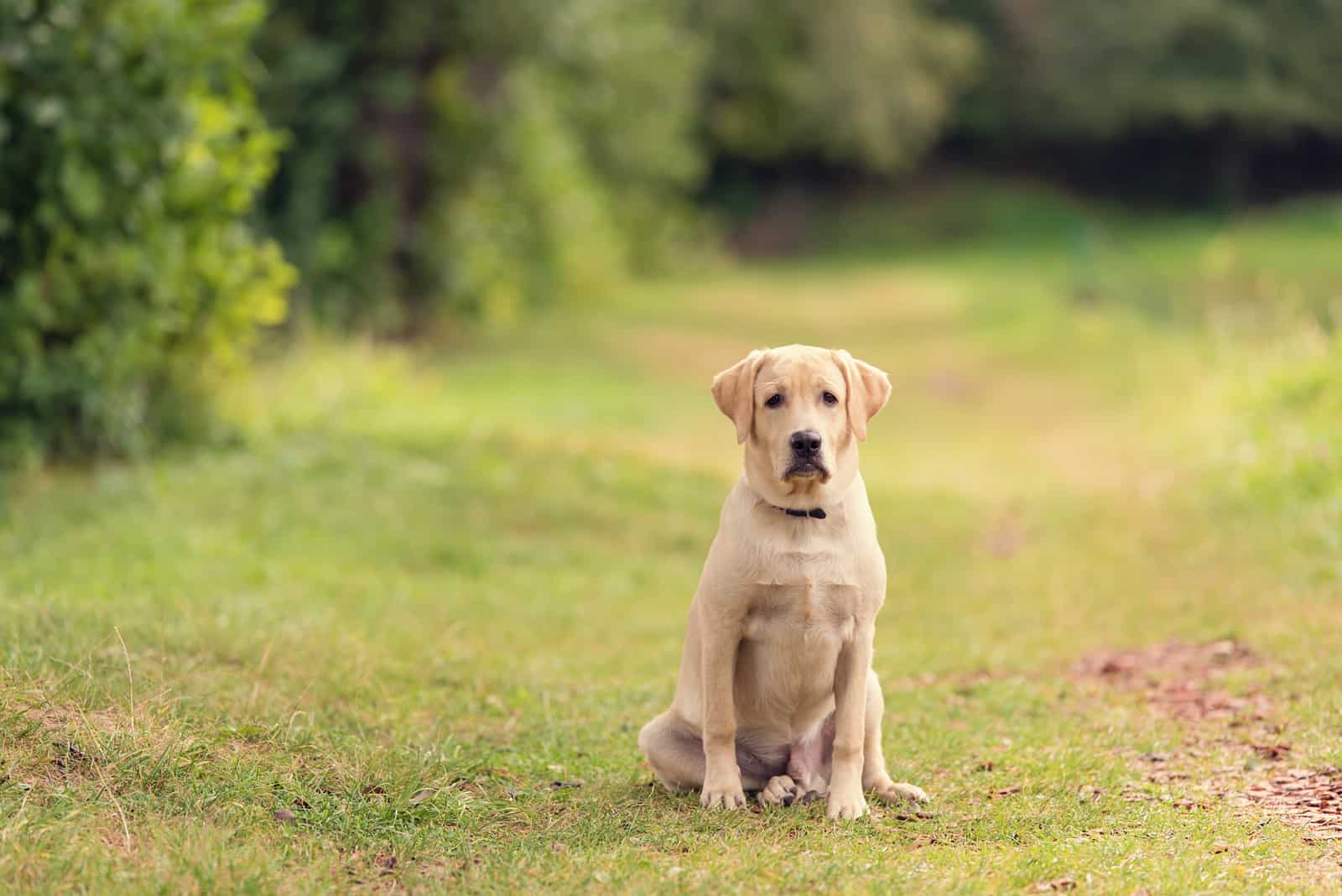 Beauty Labrador dog in the green nature