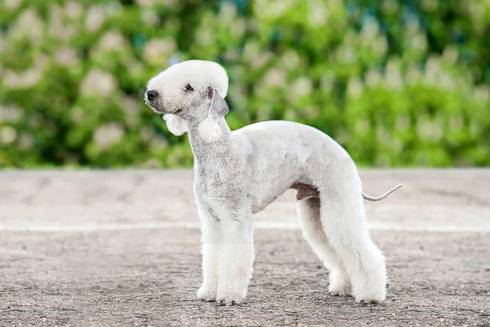 Bedlington Terrier satdning outside