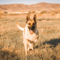 a beautiful Shepinois dog runs through the field