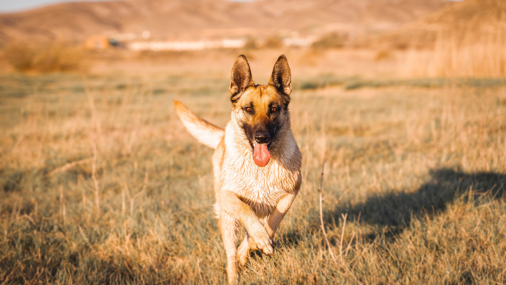 Belgian Malinois German Shepherd Mix: Amazing Designer Dog