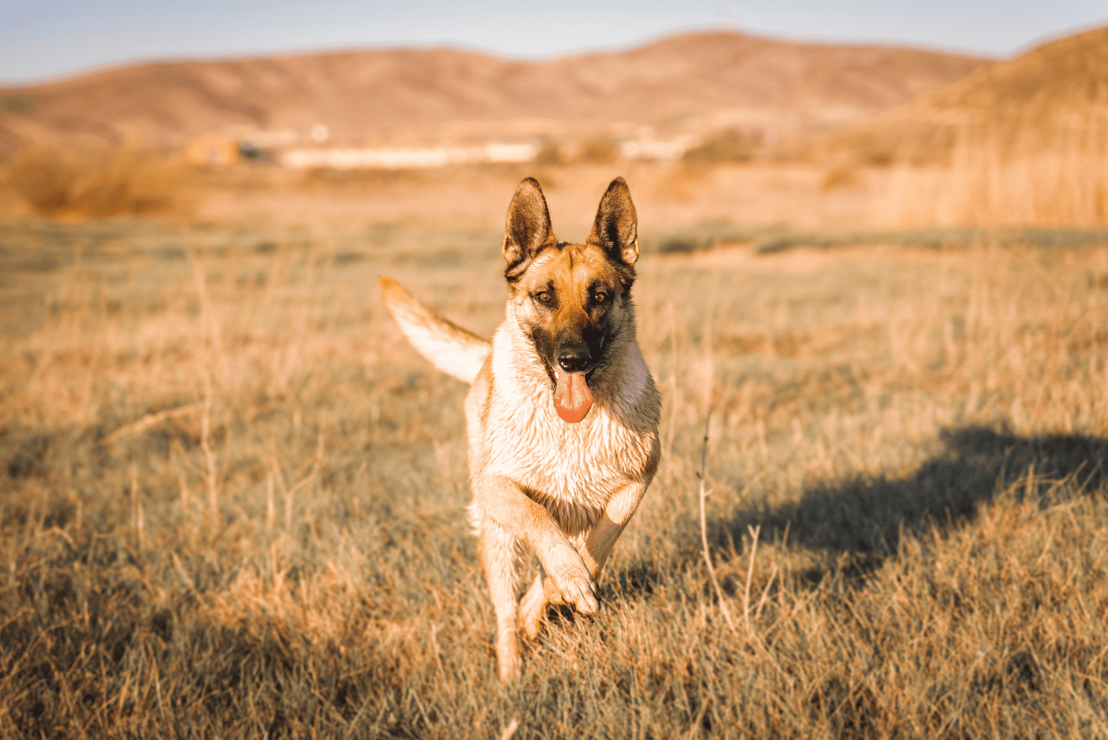 a beautiful Shepinois dog runs through the field