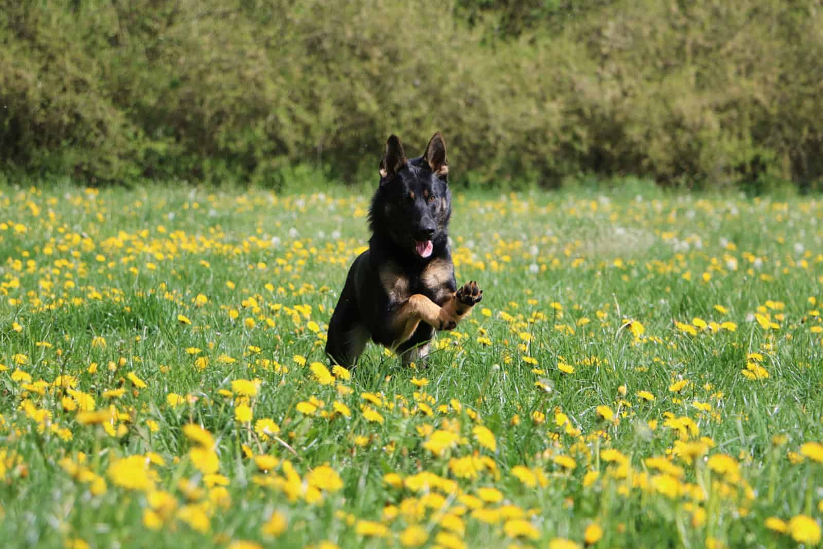 Belgian Malinois German Shepherd Mix running through a field of dandelions