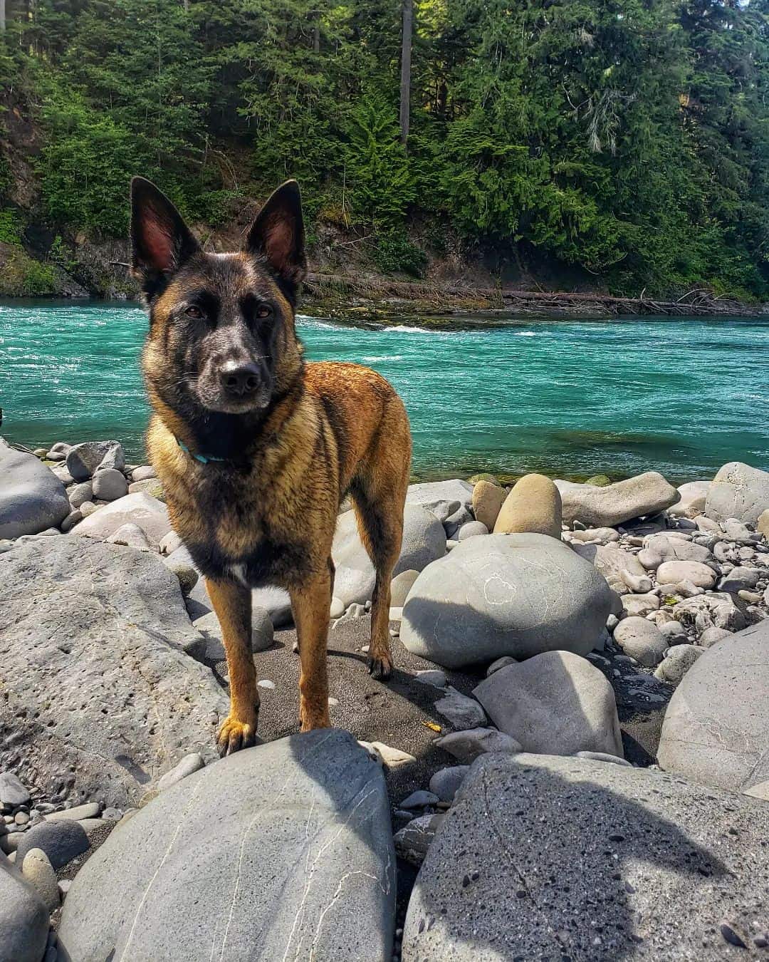 Belgian Malinois German Shepherd Mix stands on the bank of the river