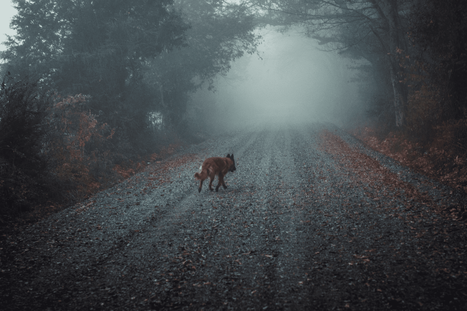 Belgian Malinois German Shepherd Mix walks at night