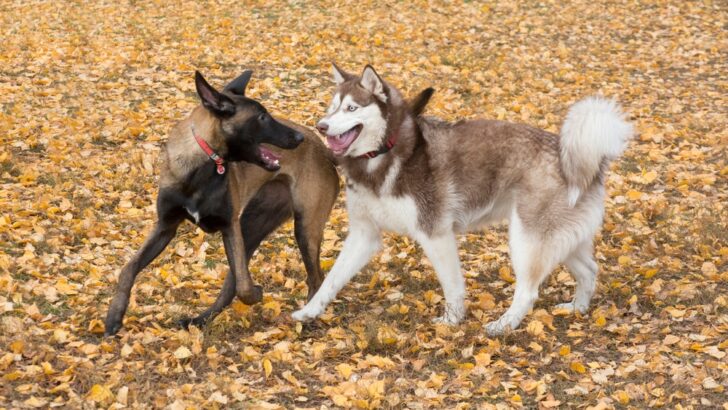 Belgian Malinois Husky Mix: A Glimpse Of The Amazing Belusky