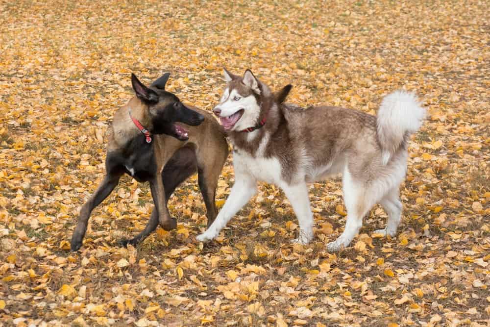 belgian malinois and husky are playing