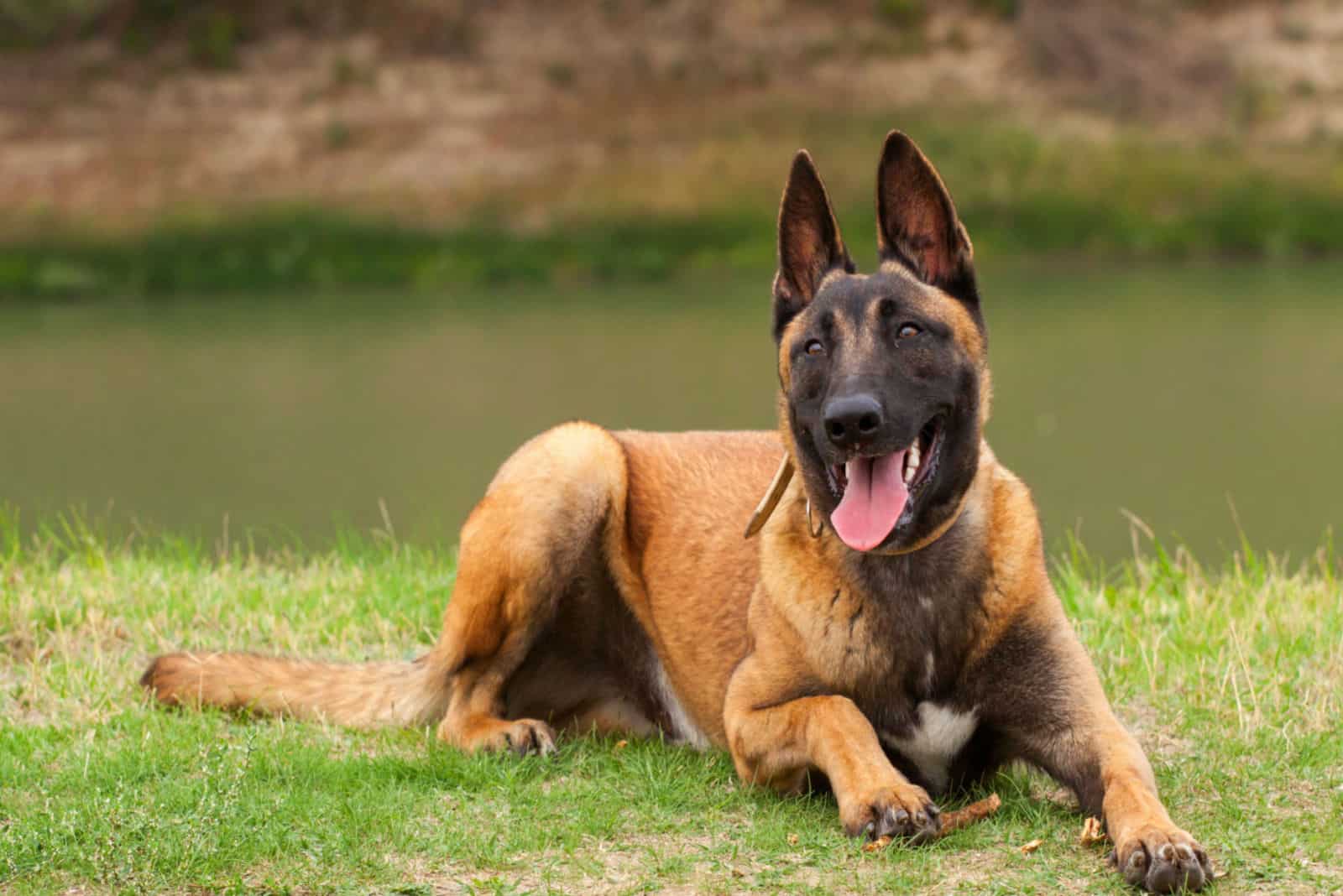 Belgian Malinois lies on the grass 